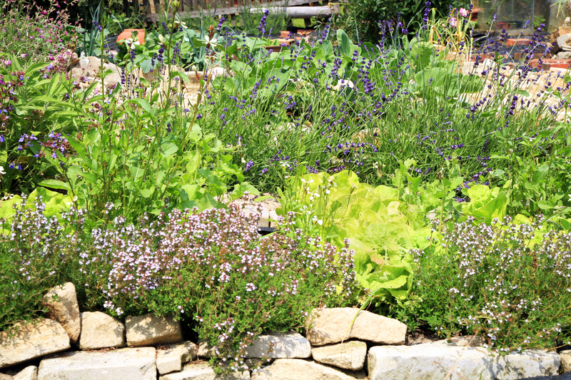 Garden backyard