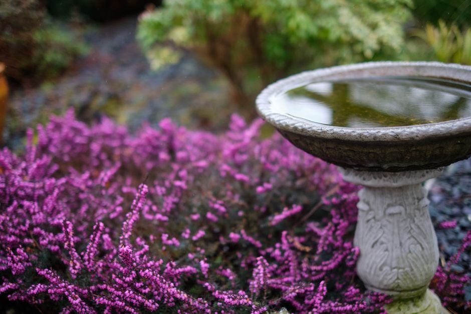 A stone birdbath with a round, shallow basin filled with still water stands amidst a garden bed adorned with vibrant purple heather plants. The heather's small, densely packed flowers create a lush, t